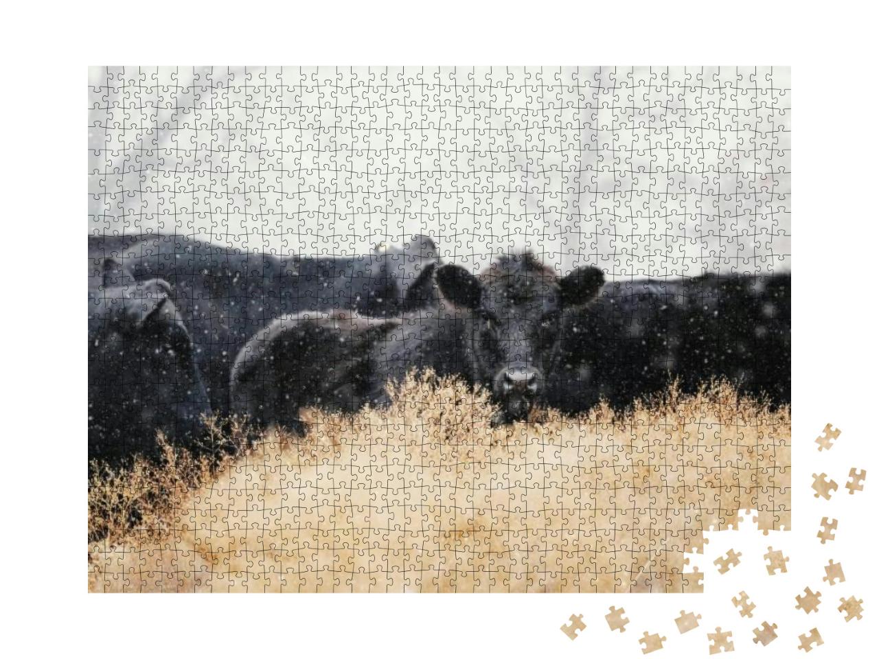 Black Angus Calves with Beef Herd of Cows in Snow on Farm... Jigsaw Puzzle with 1000 pieces