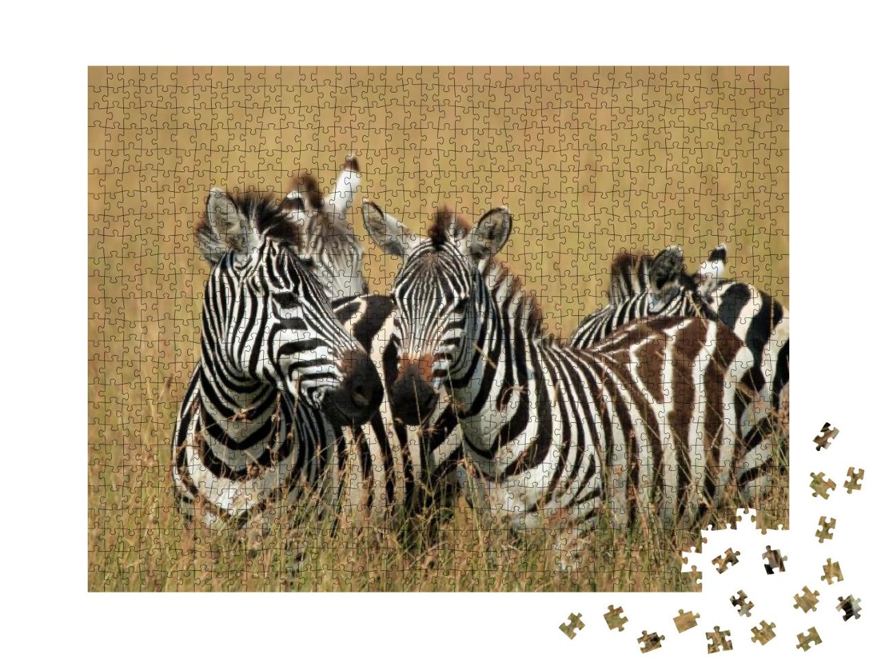 Plains Zebras Equus Quagga in High Grass on Savannah. Maa... Jigsaw Puzzle with 1000 pieces
