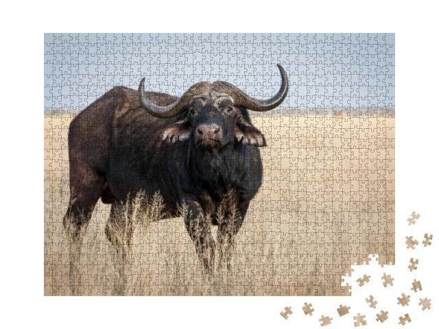 A Big Old Cape Buffalo Dagga Bull Syncerus Caffer on a Op... Jigsaw Puzzle with 1000 pieces