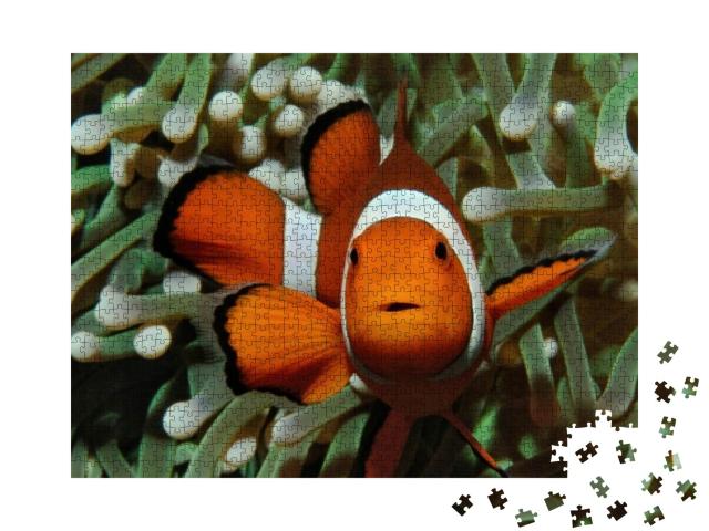 Amphiprion Western Clownfish Ocellaris Clownfish, False P... Jigsaw Puzzle with 1000 pieces