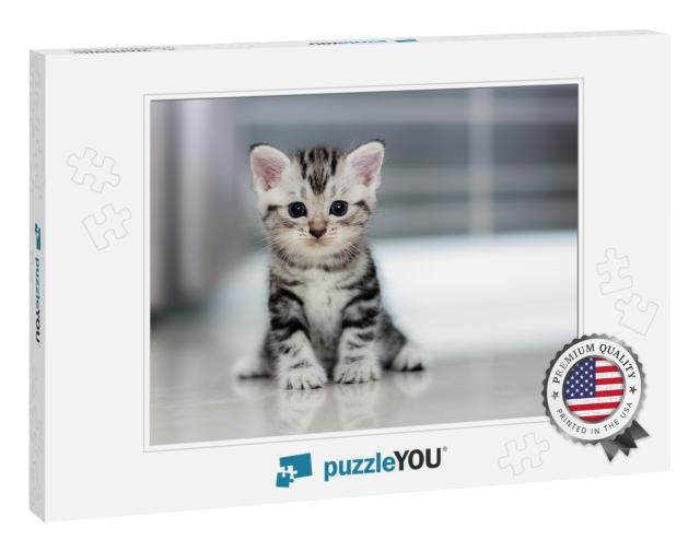 Cute American Shorthair Cat Kitten... Jigsaw Puzzle
