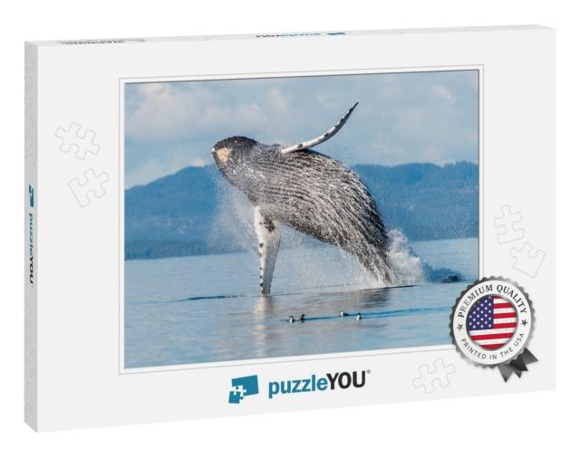 A Giant Humpback Whale Megaptera Novaeangliae Breaches fr... Jigsaw Puzzle