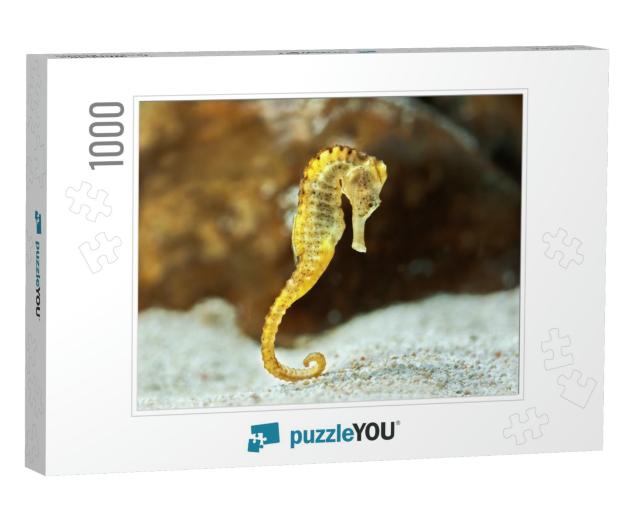Specimen of Long-Snouted Hippocampus in the Aquarium Hipp... Jigsaw Puzzle with 1000 pieces