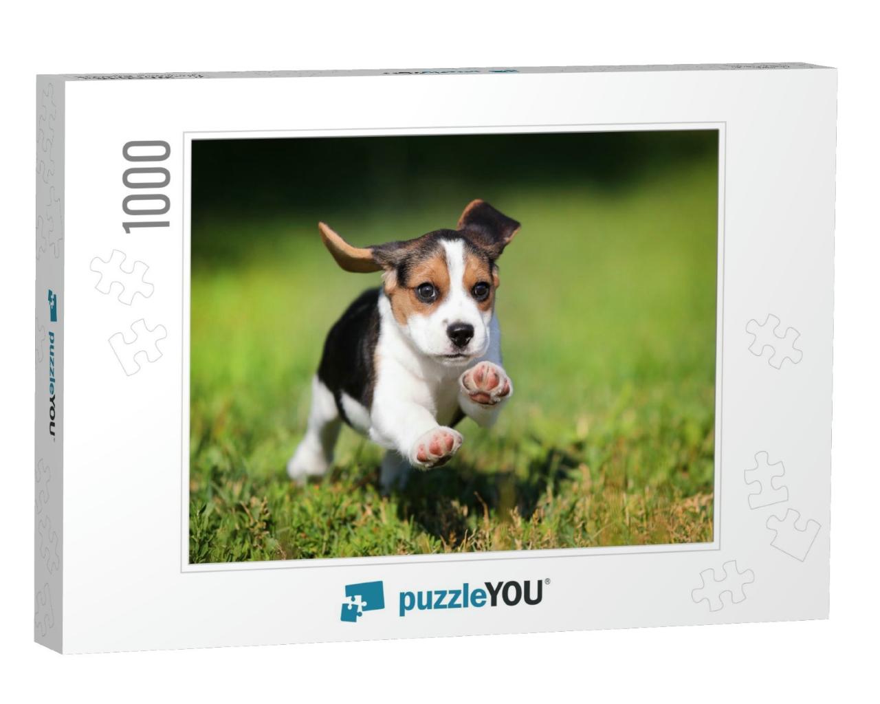 Happy Beagle Puppy Running on the Grass... Jigsaw Puzzle with 1000 pieces