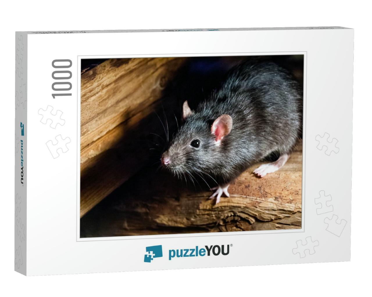 The Black Rat Rattus Rattus, Also Known as Ship Rat, Roof... Jigsaw Puzzle with 1000 pieces