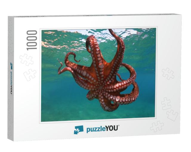 Underwater Photo of Isolated Octopus Swimming in Tropical... Jigsaw Puzzle with 1000 pieces