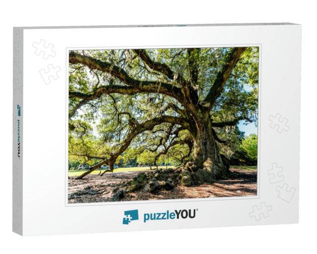 Oldest Southern Live Oak in New Orleans Audubon Park on S... Jigsaw Puzzle