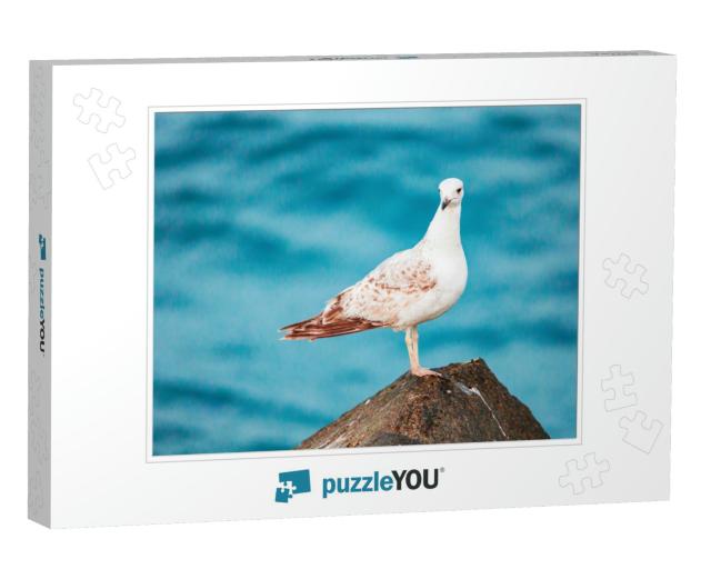 Seagulls Are Very Intelligent Birds, Who Live in Colonies... Jigsaw Puzzle