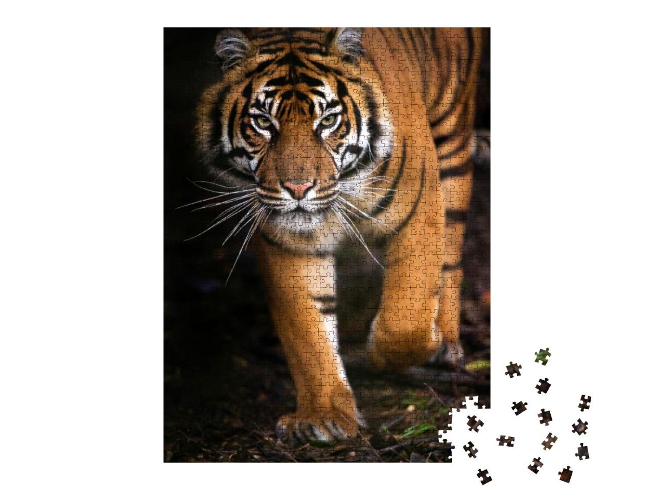 Young Sumatran Tiger Walking Out of Shadow/Tiger... Jigsaw Puzzle with 1000 pieces