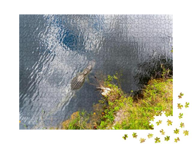 Alligator in the Everglades National Park Seen from Above... Jigsaw Puzzle with 1000 pieces