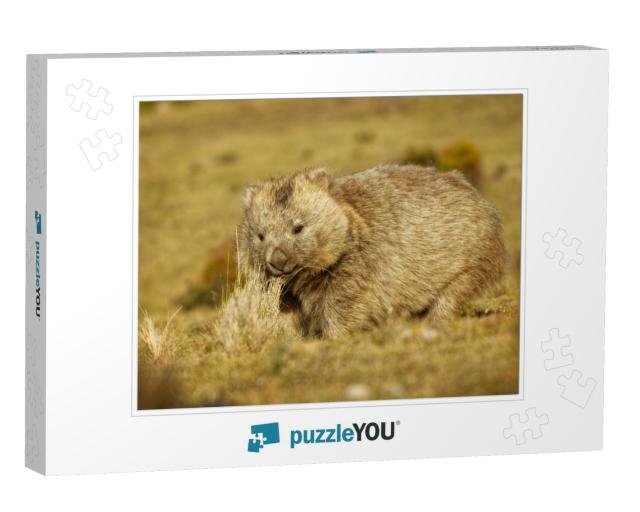 Vombatus Ursinus - Common Wombat in the Tasmanian Scenery... Jigsaw Puzzle