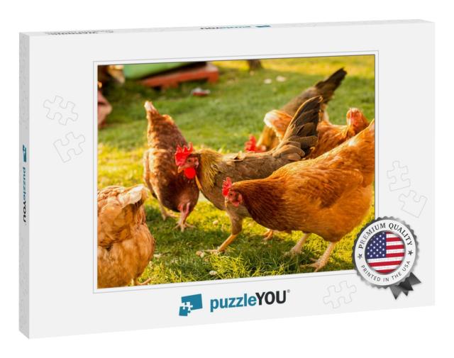Free-Range Chicken on an Organic Farm, Freely Grazing on... Jigsaw Puzzle