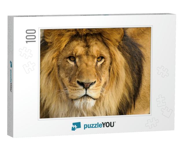 Beautiful Mighty Lion... Jigsaw Puzzle with 100 pieces