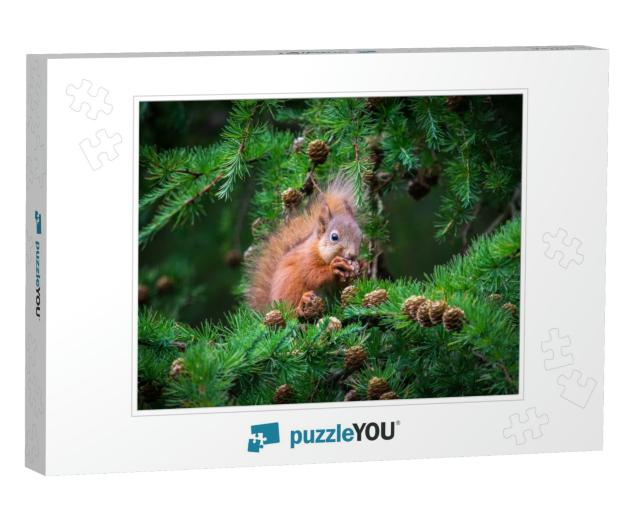 The Little Squirrel Feasting High Up in a Tree... Jigsaw Puzzle