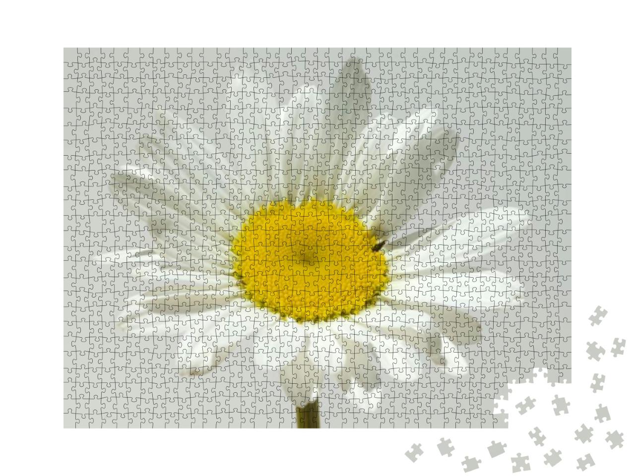 Meadow Usury Flowers Leucanthemum Vulgare... Jigsaw Puzzle with 1000 pieces