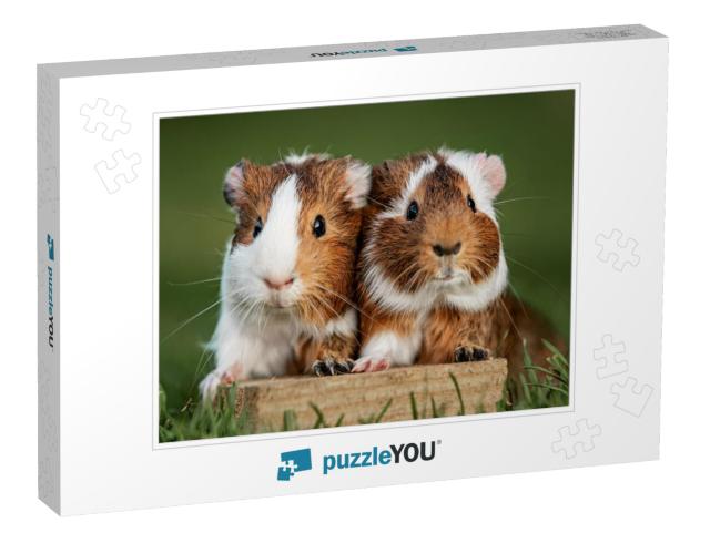 Two Lovely Guinea Pigs on the Lawn in Summer... Jigsaw Puzzle