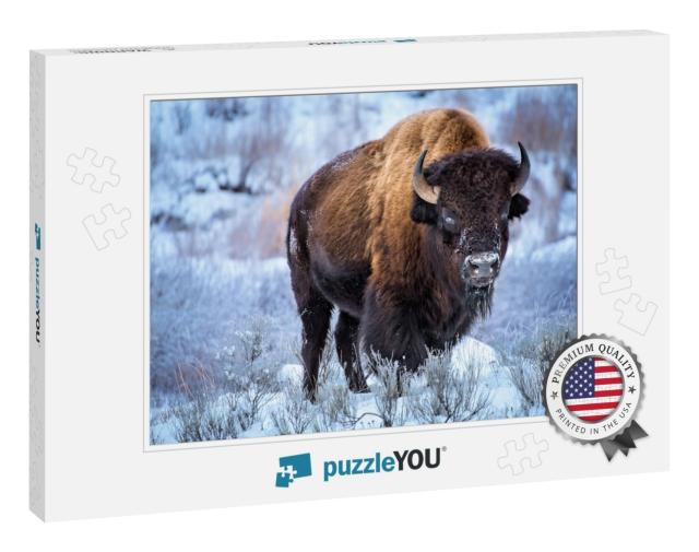 American Bison, Cower with Snow in Winter, Yellowstone Na... Jigsaw Puzzle