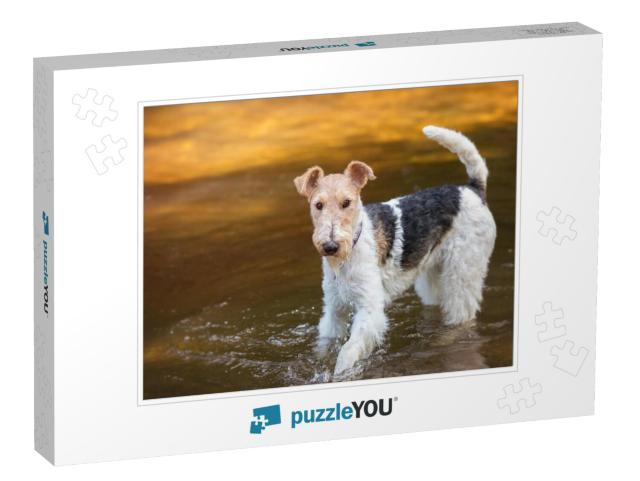 Wire Haired Fox-Terrier in Studio... Jigsaw Puzzle