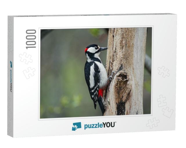 Woodpecker on a Tree Eats Knocks... Jigsaw Puzzle with 1000 pieces