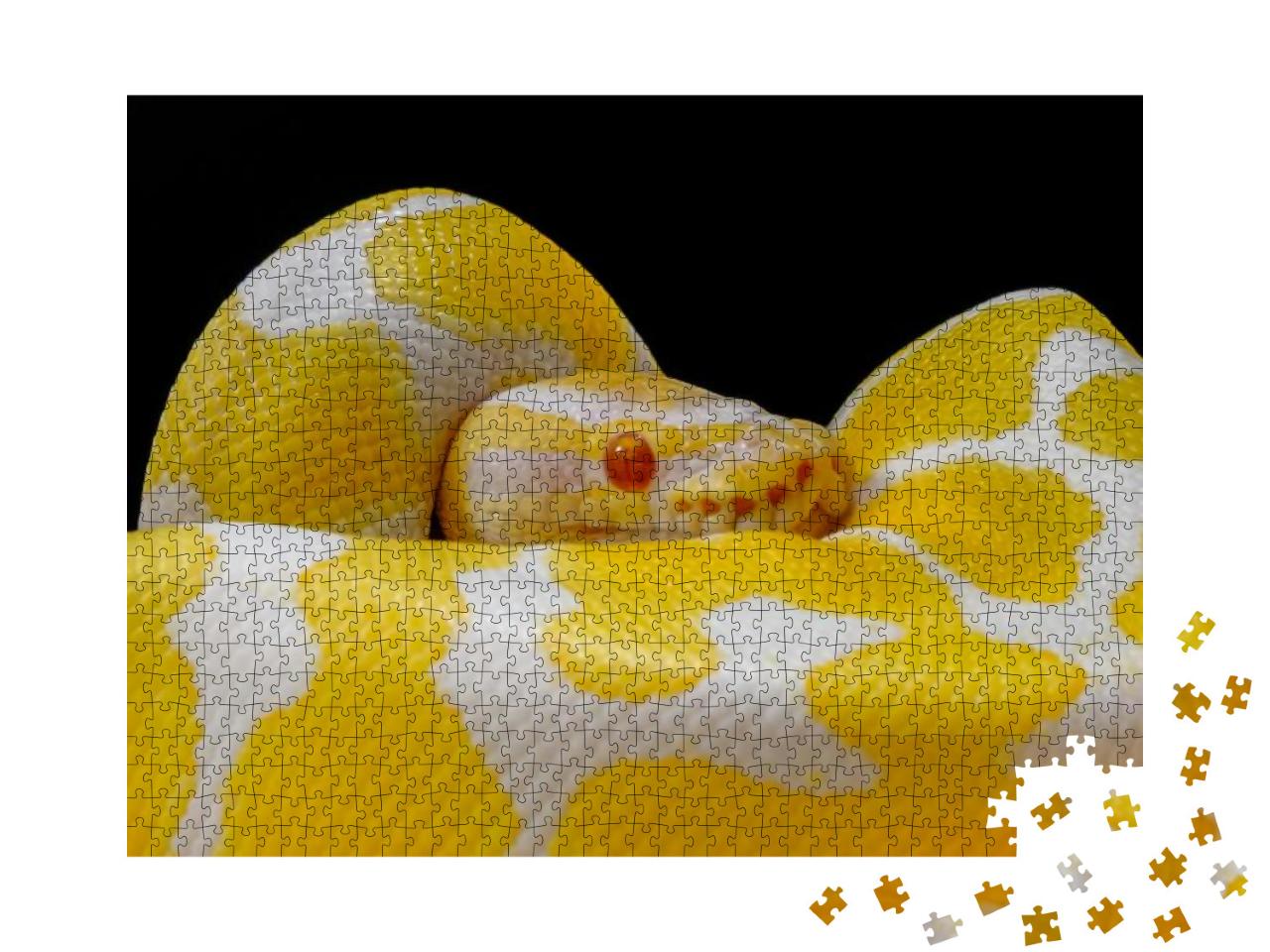 Ball Python on a Brown Wood Color. Purple Albino Ball Pyt... Jigsaw Puzzle with 1000 pieces