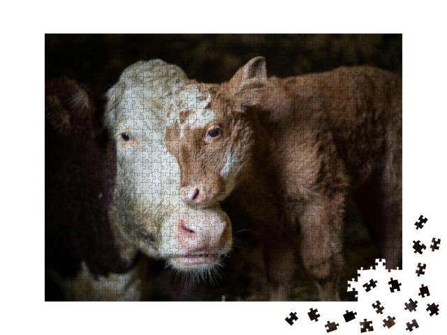 Cow & Calf Photographed on My Grandparents Farm. a Moment... Jigsaw Puzzle with 1000 pieces