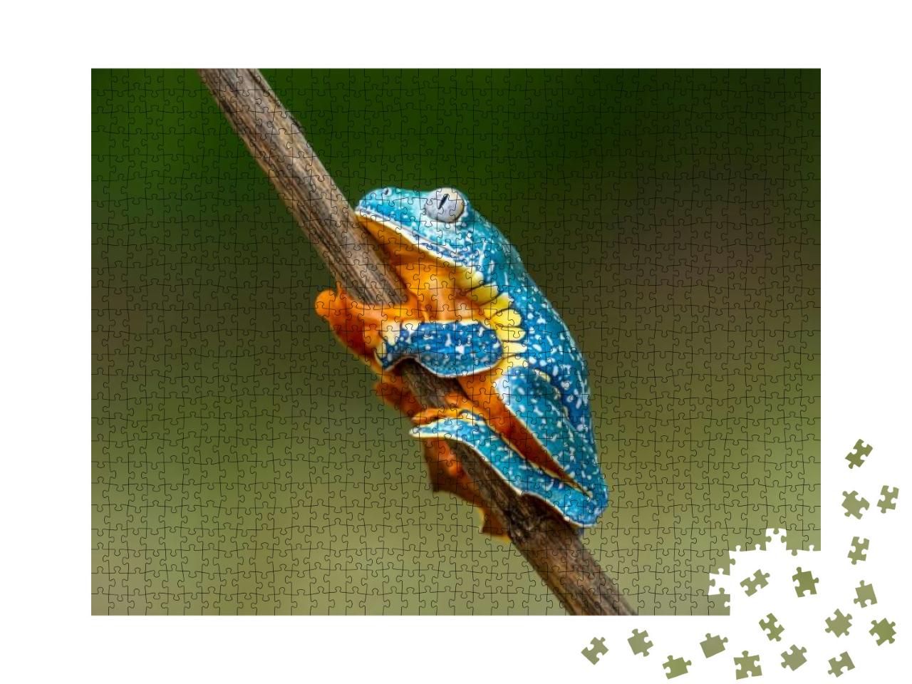 Golden-Eyed Leaf Frog, Cruziohyla Calcarifer, Green Yello... Jigsaw Puzzle with 1000 pieces