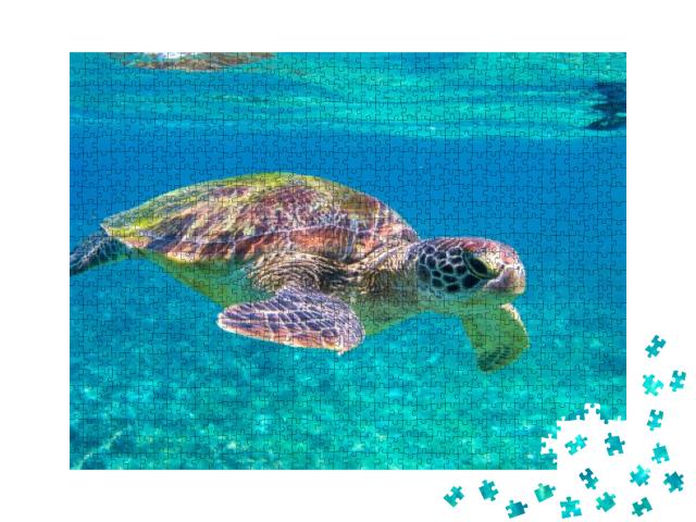 Cute Sea Turtle in Blue Water of Tropical Sea. Green Turt... Jigsaw Puzzle with 1000 pieces