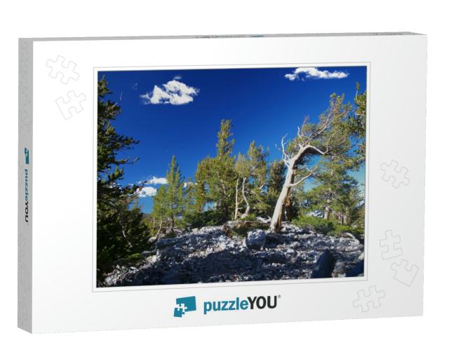 Bristlecone Pines in Great Basin National Park in Nevada_... Jigsaw Puzzle