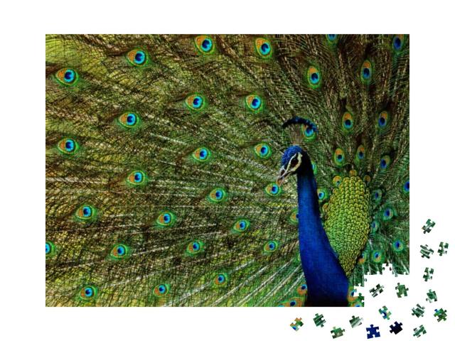 Indian Peacock -Beautiful Bird-Peafowl-Walk Time Peacock-... Jigsaw Puzzle with 1000 pieces