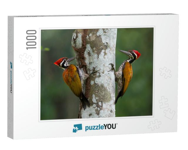 Greater Flameback Woodpecker or Large Golden-Backed Woodp... Jigsaw Puzzle with 1000 pieces