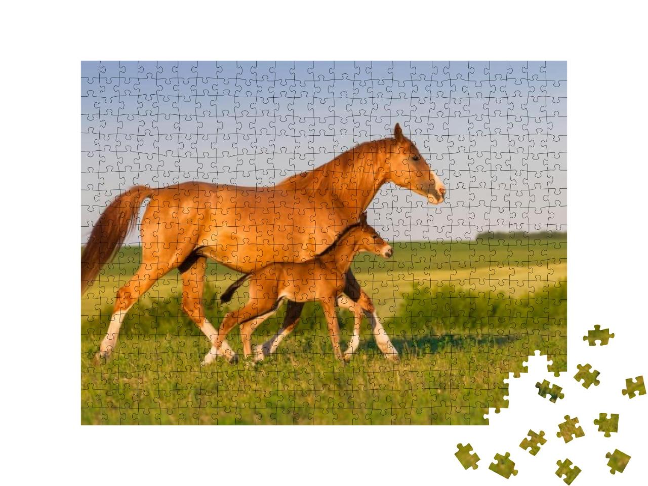 Mare Run with Colt in Beautiful Field At Sunrise... Jigsaw Puzzle with 500 pieces
