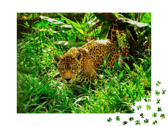 An Adult Jaguar Stalking in the Grass... Jigsaw Puzzle with 1000 pieces
