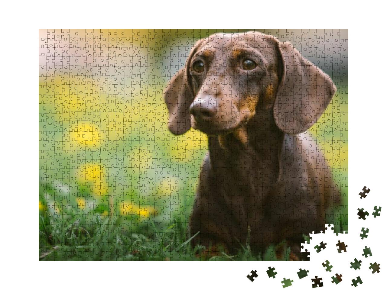 Spring Portrait of a Brown Dachshund with Defocused Green... Jigsaw Puzzle with 1000 pieces
