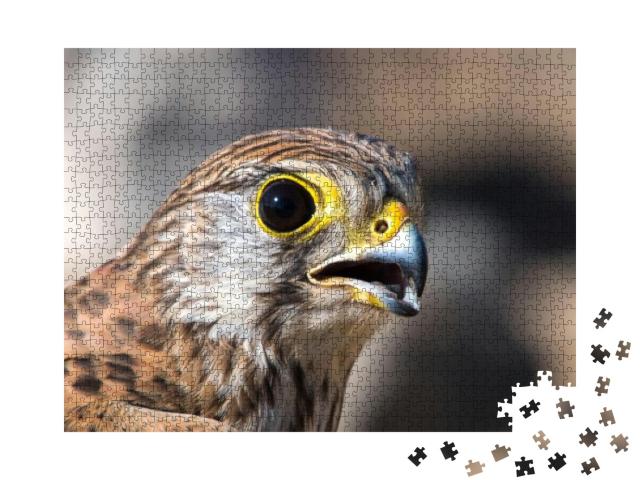 Common Kestrel Falco Tinnunculus, European Kestrel, Euras... Jigsaw Puzzle with 1000 pieces