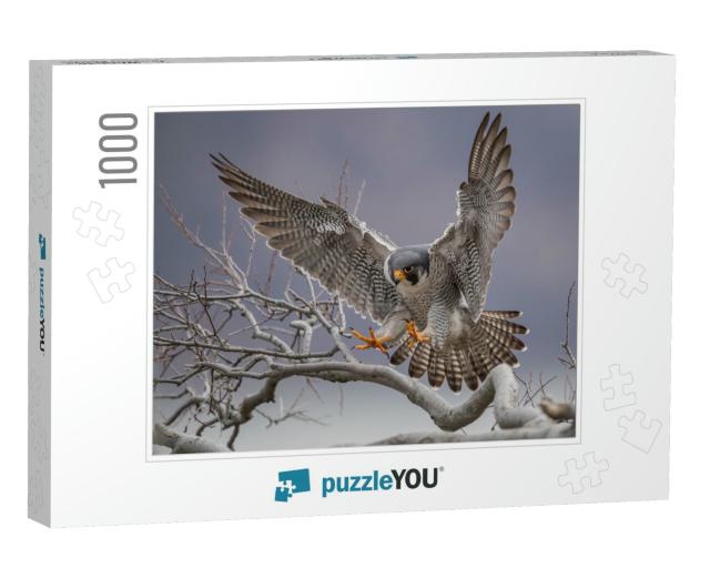 Peregrine Falcon in New Jersey... Jigsaw Puzzle with 1000 pieces