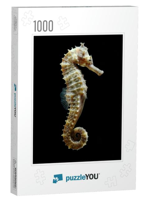Seahorse Hippocampus Swimming Isolated on Black... Jigsaw Puzzle with 1000 pieces