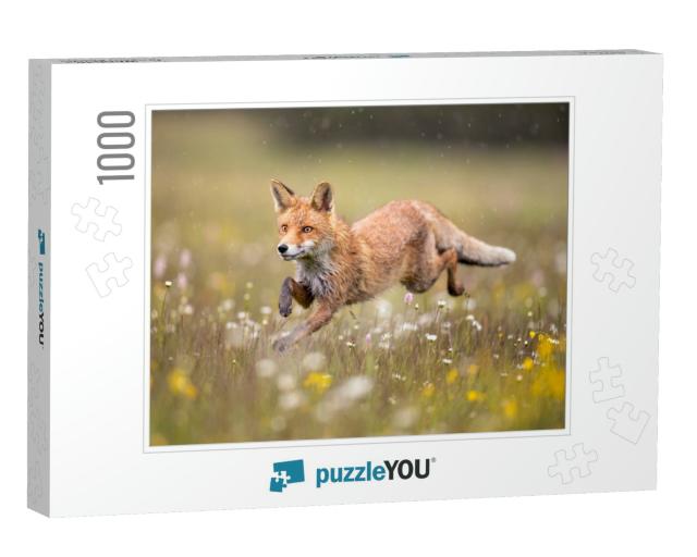 Red Fox on Flowers Covered Meadow During Grey Rainy Day... Jigsaw Puzzle with 1000 pieces