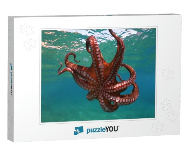 Underwater Photo of Isolated Octopus Swimming in Tropical... Jigsaw Puzzle
