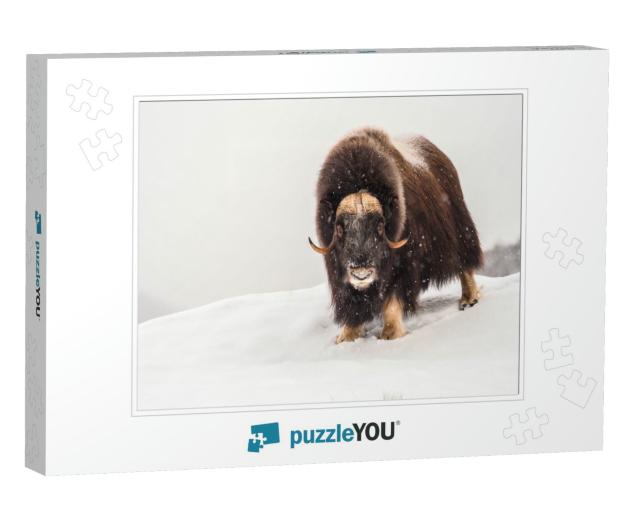 Musk-Ox in Arctic During Wintertime... Jigsaw Puzzle