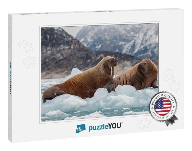 Walrus & Her Pup Floating on Ice in a Fjord, Eastern Gree... Jigsaw Puzzle