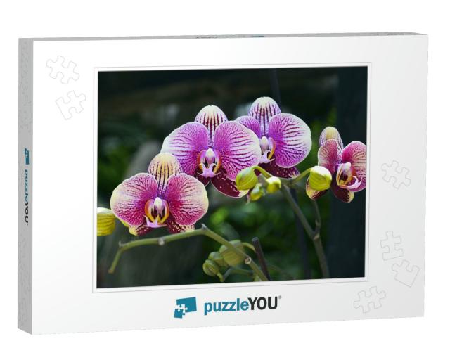 Orchid Flower in Tropical Garden. Phalaenopsis Growing on... Jigsaw Puzzle