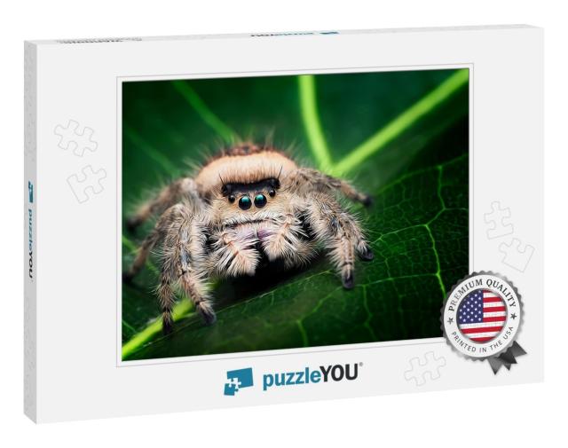 3D Illustration of Jumping Spider, Phidippus Regius Femal... Jigsaw Puzzle