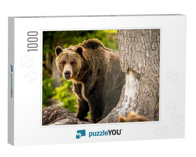 Adult Grizzly Bear in the Forest... Jigsaw Puzzle with 1000 pieces