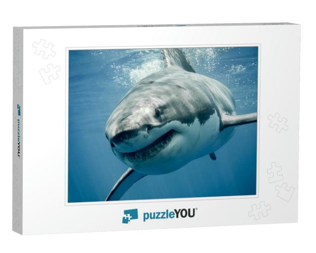 Great White Shark Smiling... Jigsaw Puzzle