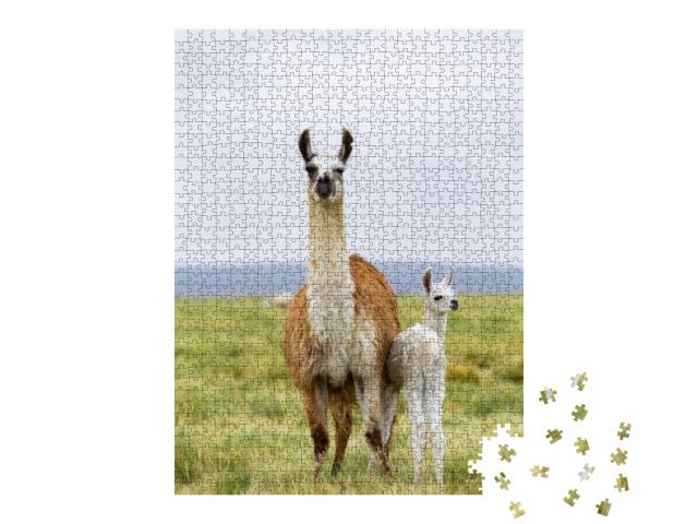 A Llama & Her Baby in the Altiplano in Bolivia... Jigsaw Puzzle with 1000 pieces