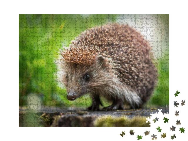 Cute Common Hedgehog on a Stump in Spring or Summer Fores... Jigsaw Puzzle with 1000 pieces
