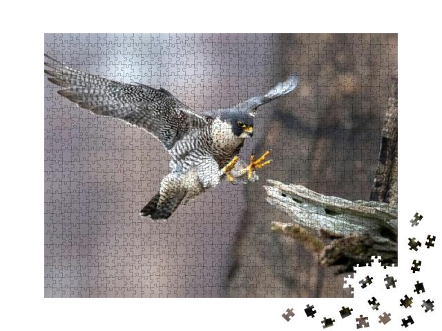 Peregrine Falcon in New Jersey... Jigsaw Puzzle with 1000 pieces