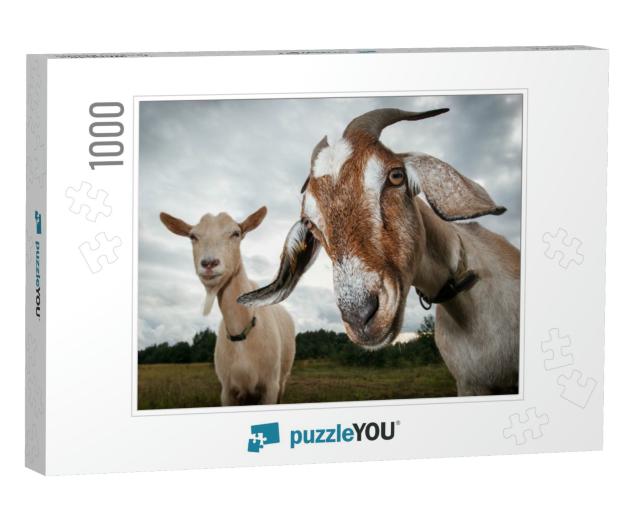 Two Goats Look At the Camera... Jigsaw Puzzle with 1000 pieces