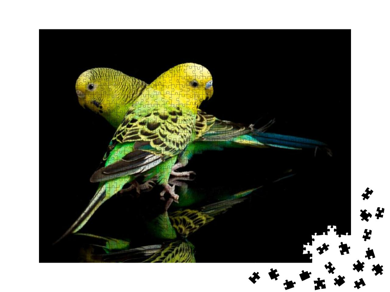 A Pair of Common Parakeets Budgerigar Bird Melopsittacus... Jigsaw Puzzle with 1000 pieces
