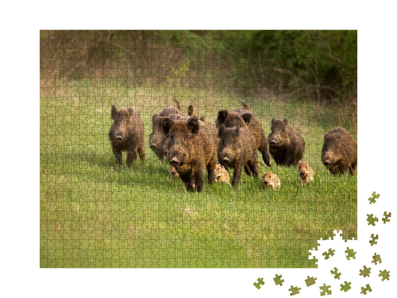 Group of Wild Boars, Sus Scrofa, Running in Spring Nature... Jigsaw Puzzle with 1000 pieces